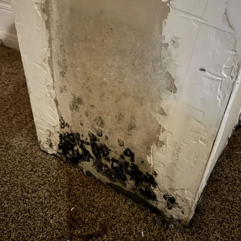 Professional Mold Removal in Olathe, KS